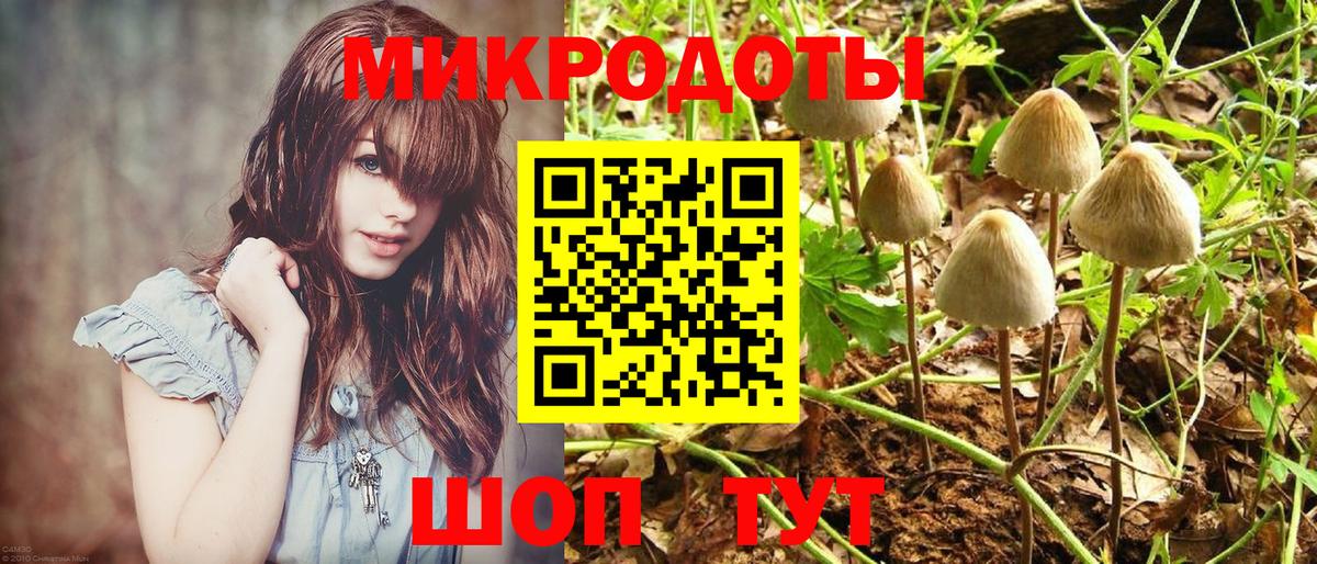 Псилоцибиновые грибы Psilocybe Скопин